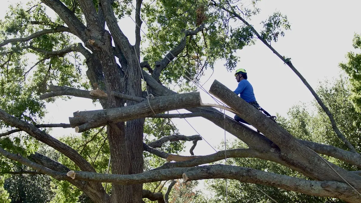 Professional Crown Thinning performed by certified arborists in Northfield