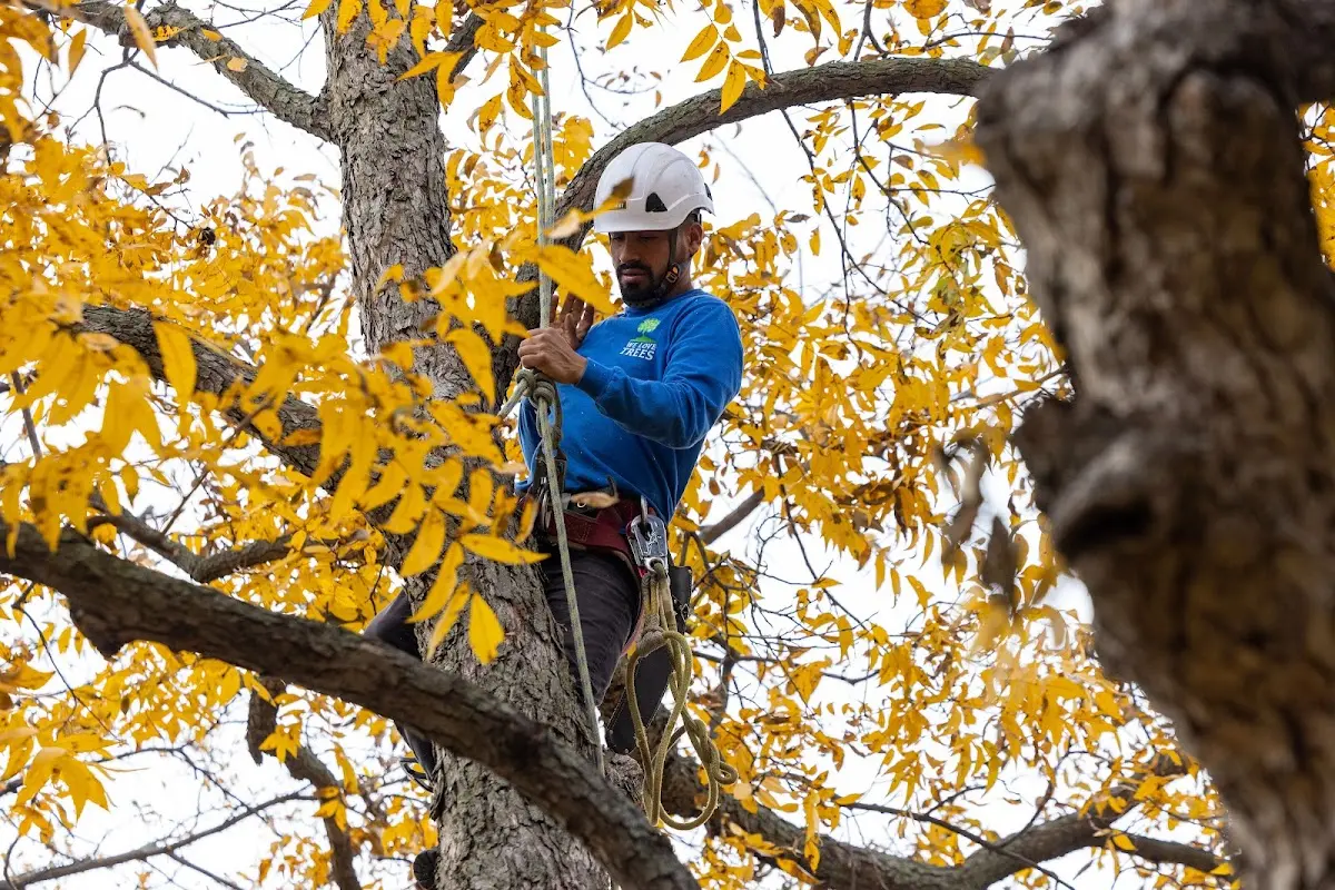Skilled Storm Damage Cleanup crew working in Northfield